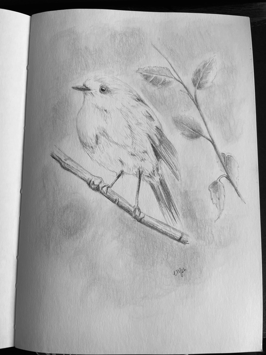 Little robin