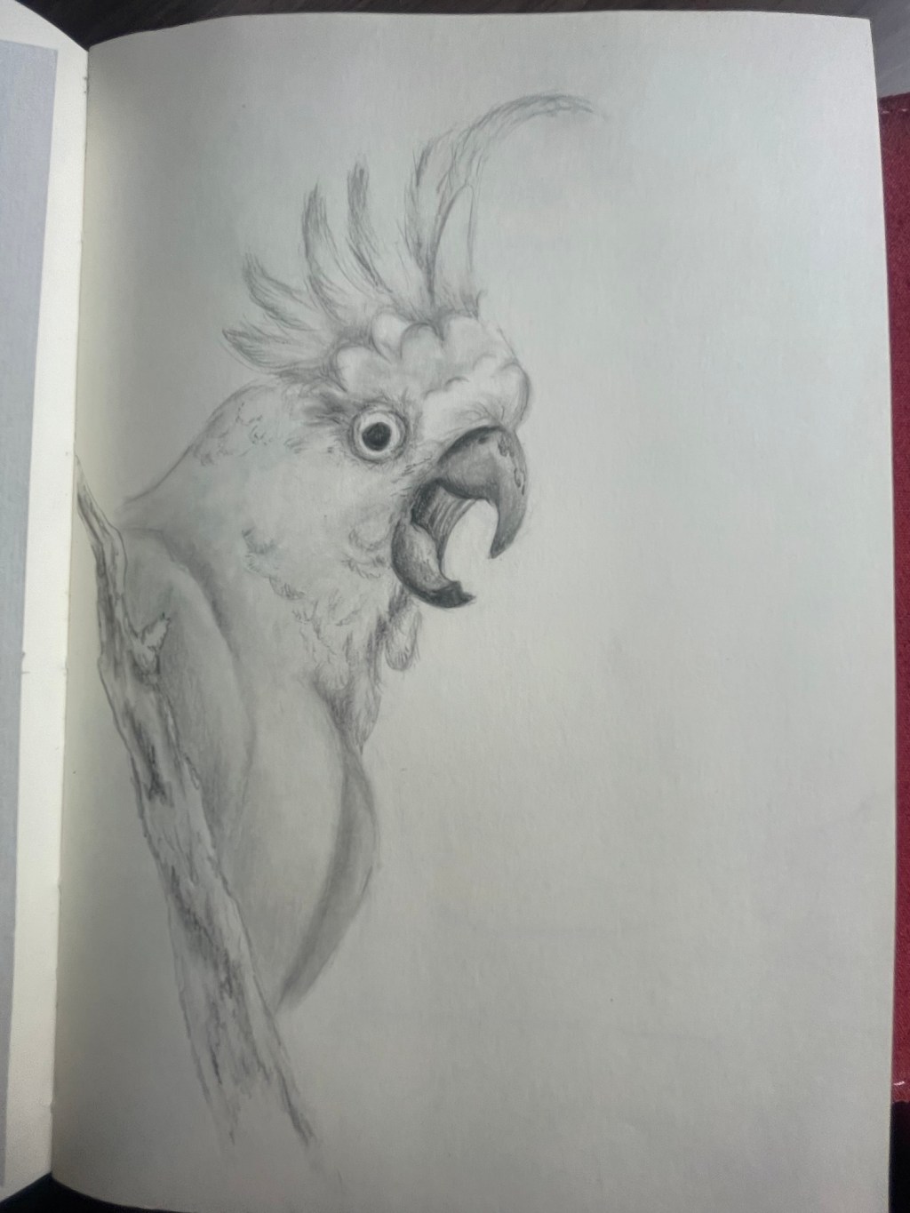 Australian Cockatoo